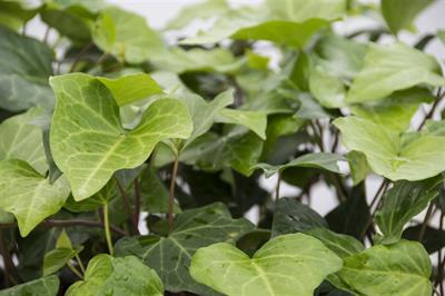 Hedera canariensis